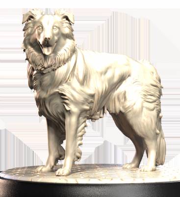 Border Collie (2)